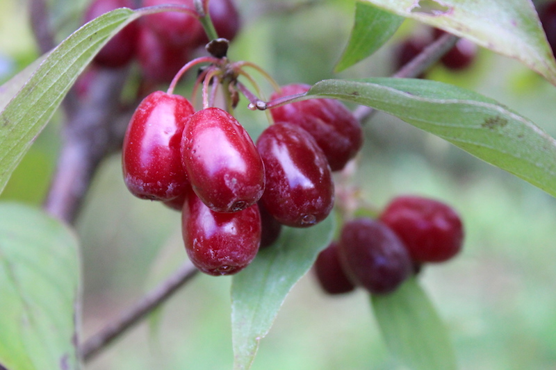 Cornelian Cherries growing on a dogwood cherry