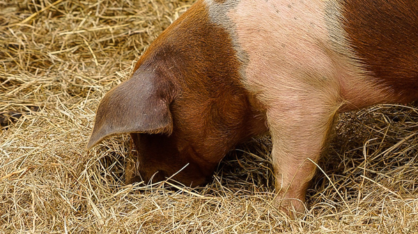 Homegrown pig rooting in hay