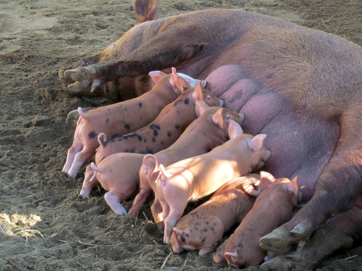 Piglets nursing on a sow at the Tunbridge Worlds Fair in Vermont.
