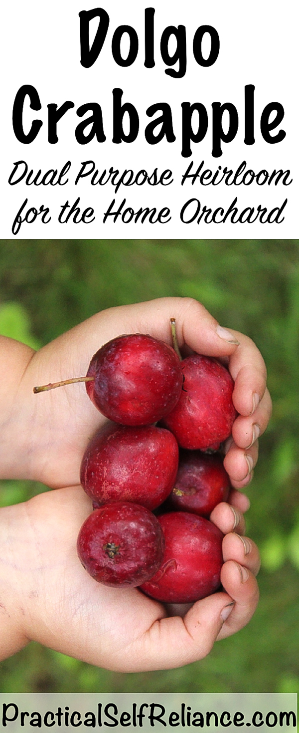 Dolgo Crab Apple ~ A perfect pollinator with tasty fruit for your home orchard #crabapple #orchard #permaculture #homesteading #selfreliant #crabappletree