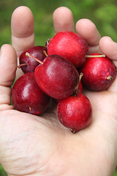 Dolgo Crab Apples in Hand