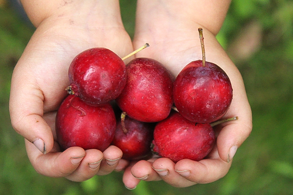 Dolgo Crabapple
