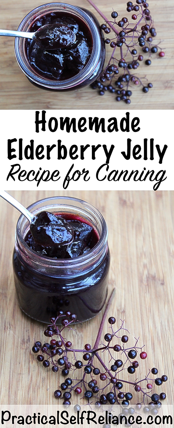 Elderberry Jelly Recipe for Canning #elderberry #recipe #canning #foodpreservation #jellyrecipes #elderberrysyrup #herbalism #foraging #wildcrafting #wildedibles 