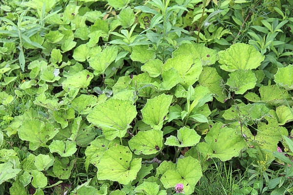 Coltsfoot Plants