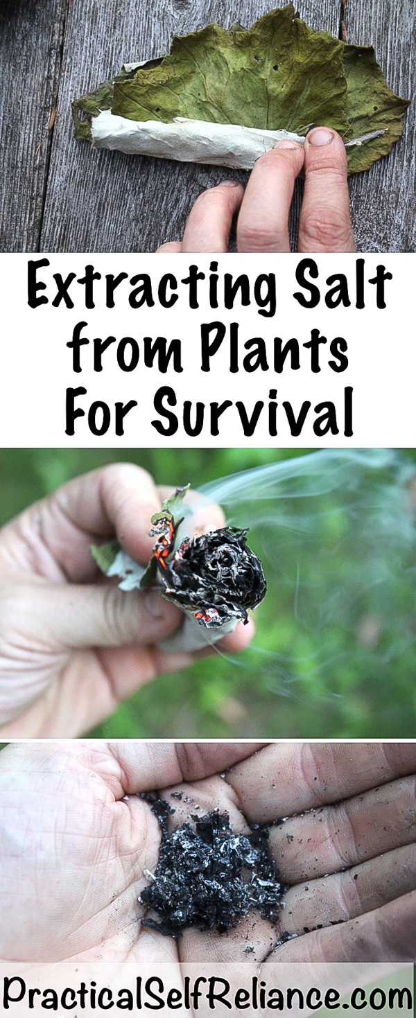 Extracting Salt from Plants for Survival #salt #survival #shtf #preparedness #prepper #survivalist #homesteading #selfsufficiency #selfreliant