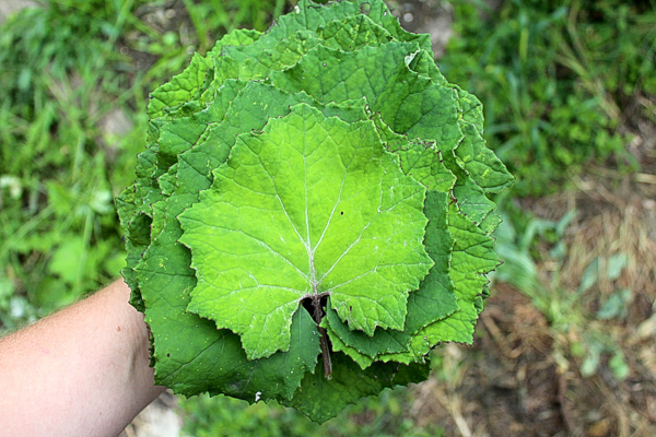 Harvesting Coltsfoot Leaves