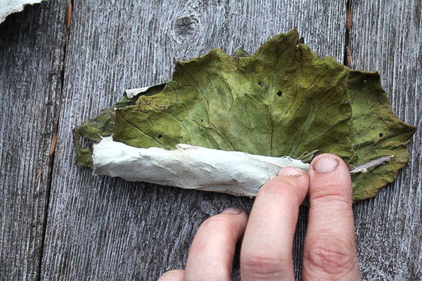 Rolling Coltsfoot for Burning