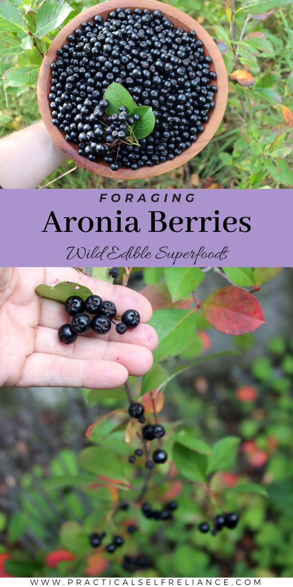 Foraging Aronia Berries