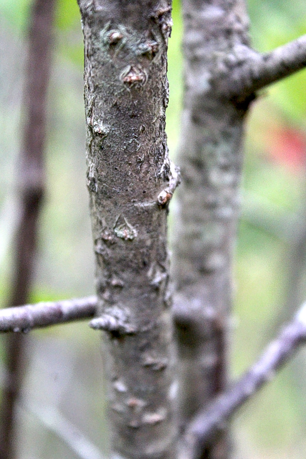 Black Chokeberry Bark