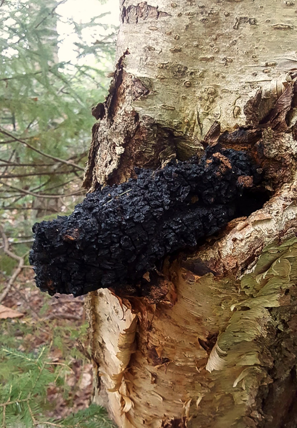 Chaga mushroom growing on a yellow birch