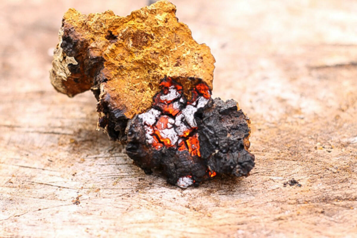 using chaga as a firestarter