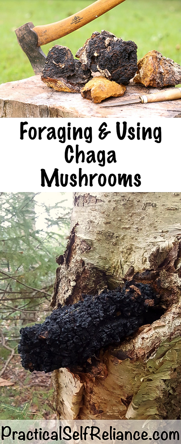 Foraging and Using Chaga Mushrooms #chaga #mushrooms #chagamushroom #foraging #mushroomhunting #forage #wildedibles #wildcrafting #medicinal #uses
