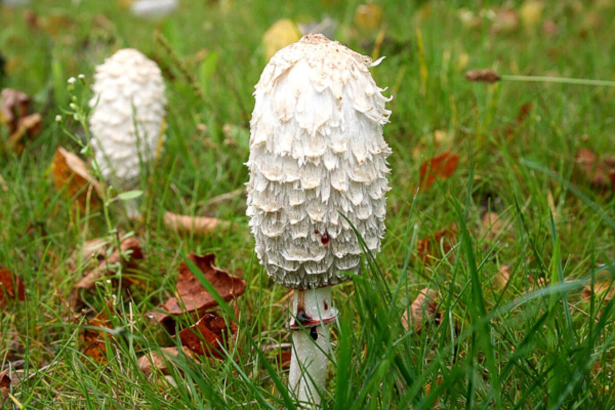 Foraging Shaggy Manes how to identify shaggy mane mushrooms