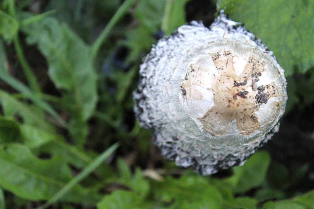 Shaggy Mane Top View