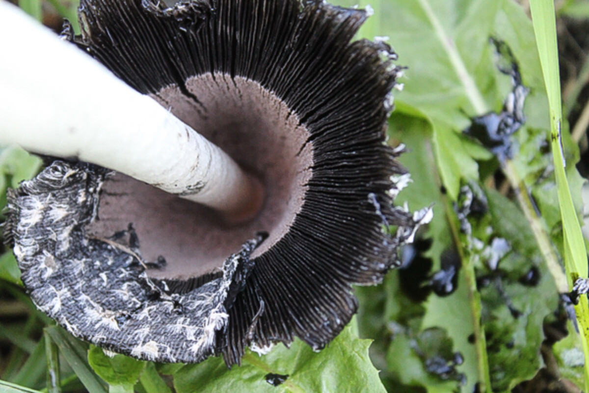 Shaggy Mane Gills