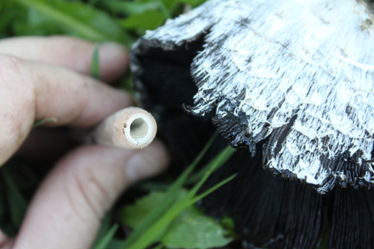 Hollow Shaggy Mane Stem