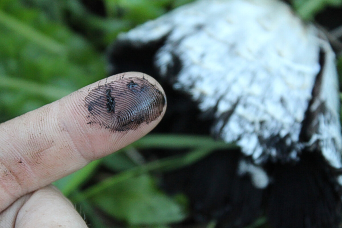Ink from a shaggy mane past prime