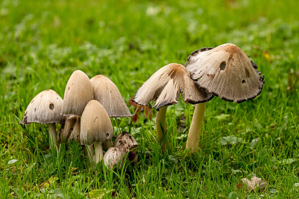 Shaggy mane look-alike