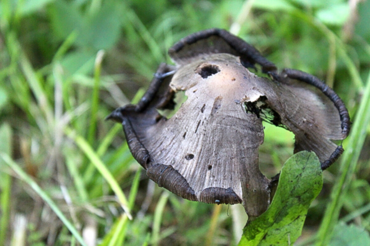 inky caps past prime shaggy mane look alike