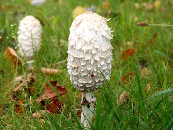 Shaggy Mane Mushrooms