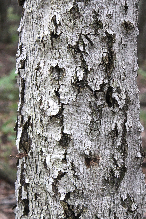 Beech Tree with Scale Disease