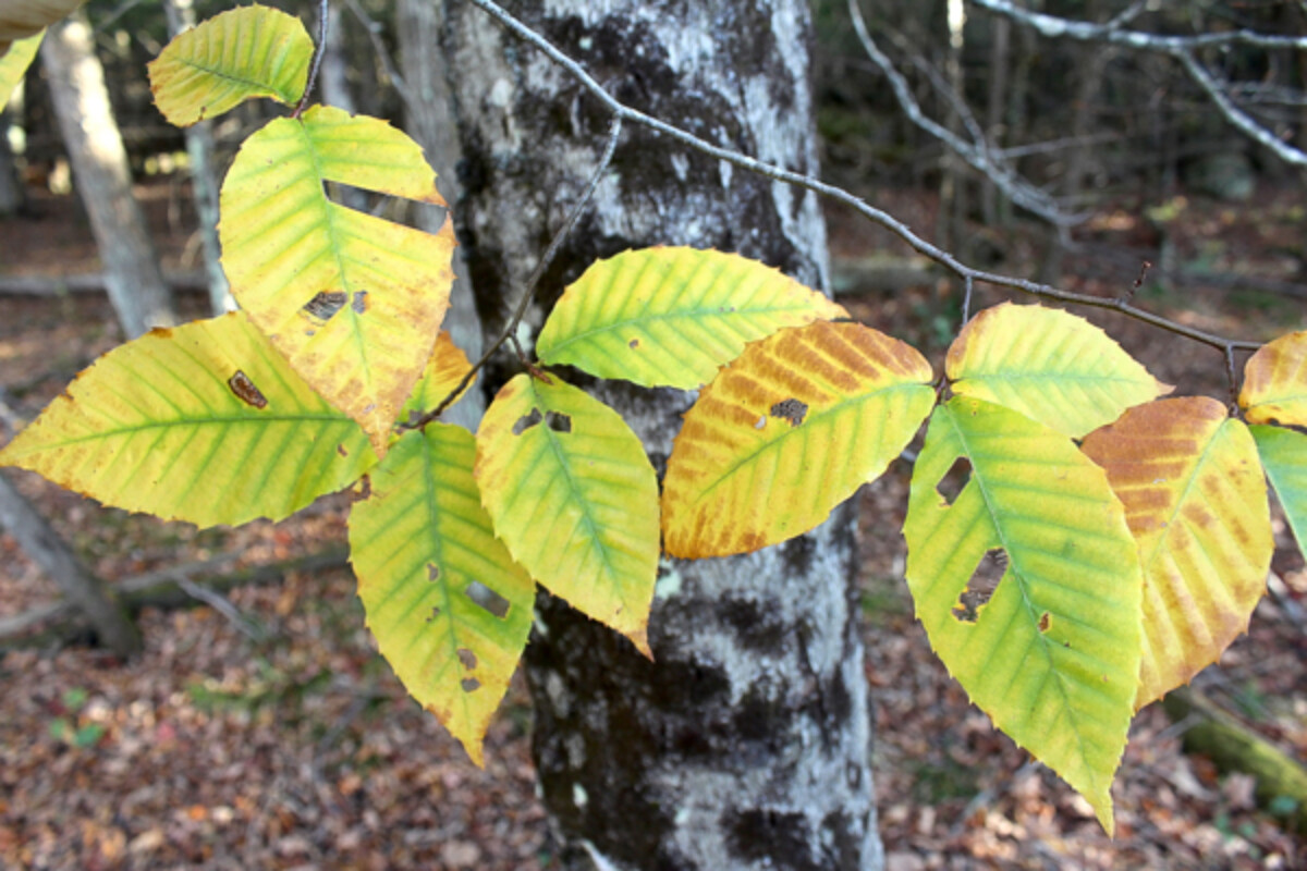 Beech leaves just starting to turn in mid-October in Vermont.