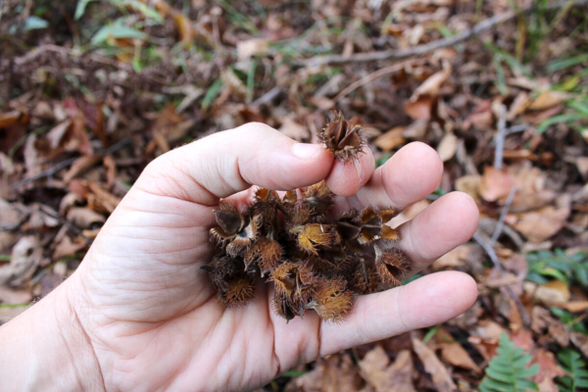 Handful of Beech Nuts