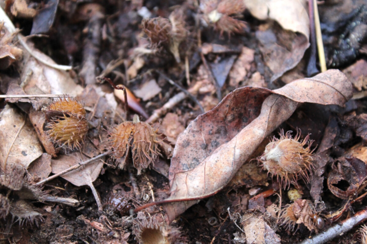 Beech Nuts in Leaf Litter