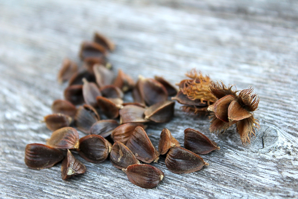 Beechnuts harvested in October in Vermont.