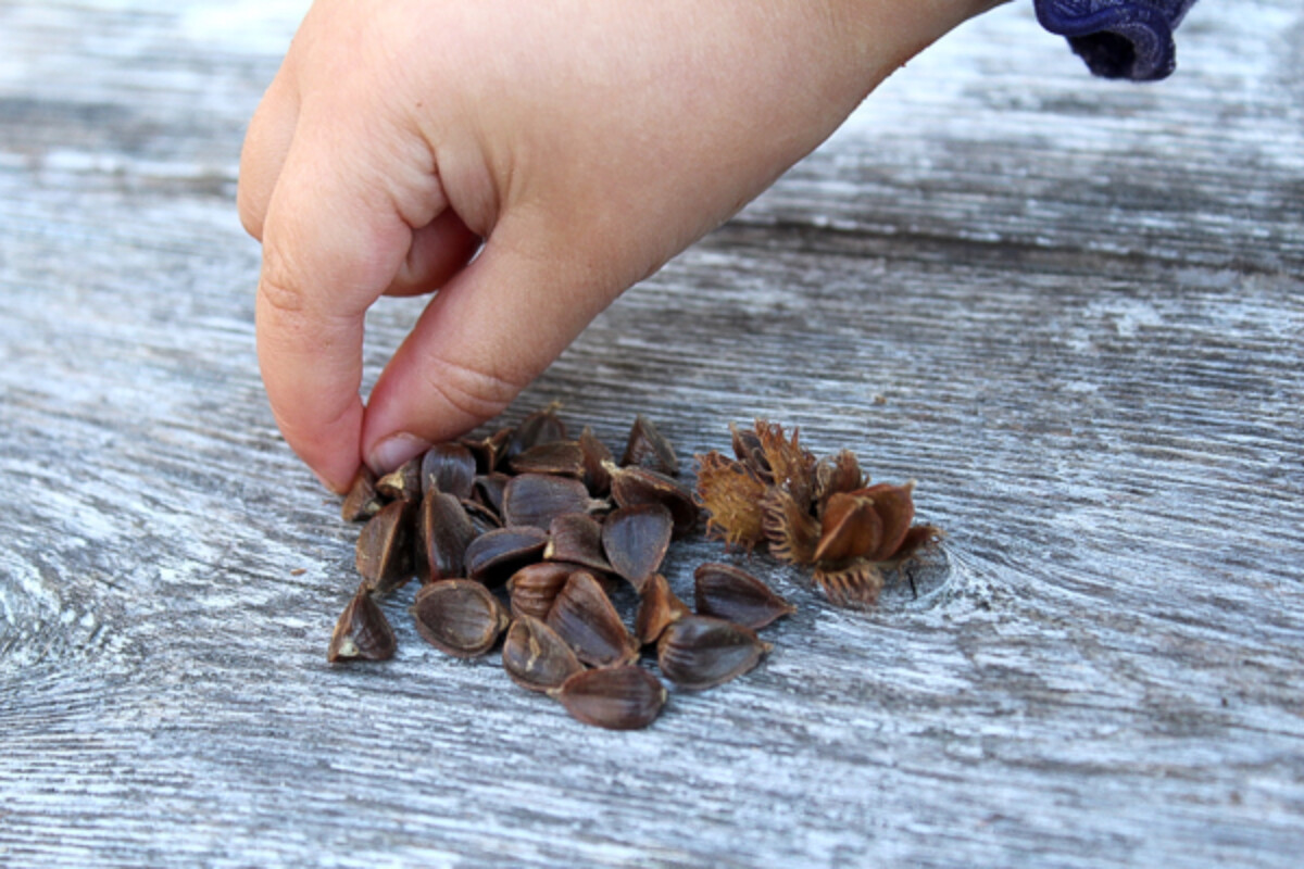 Fingers picking up beech nuts
