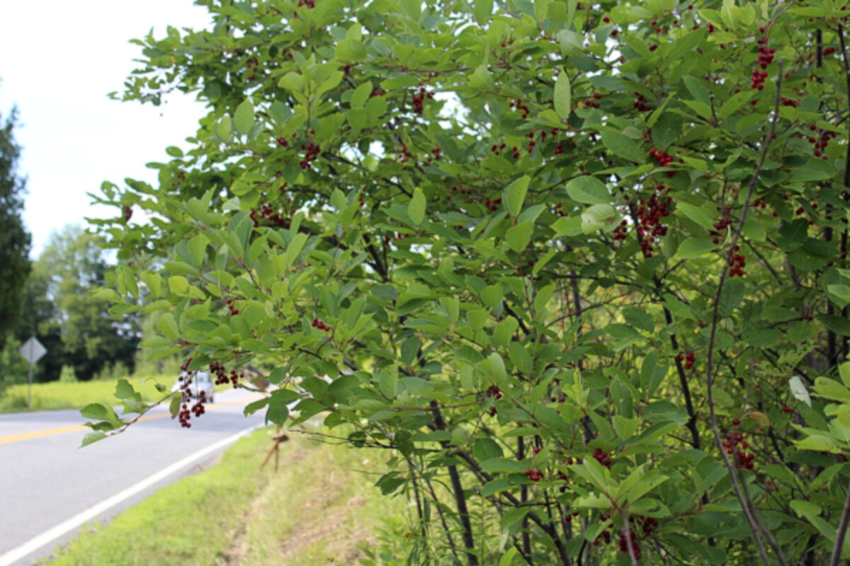Roadside Chokecherry Bush