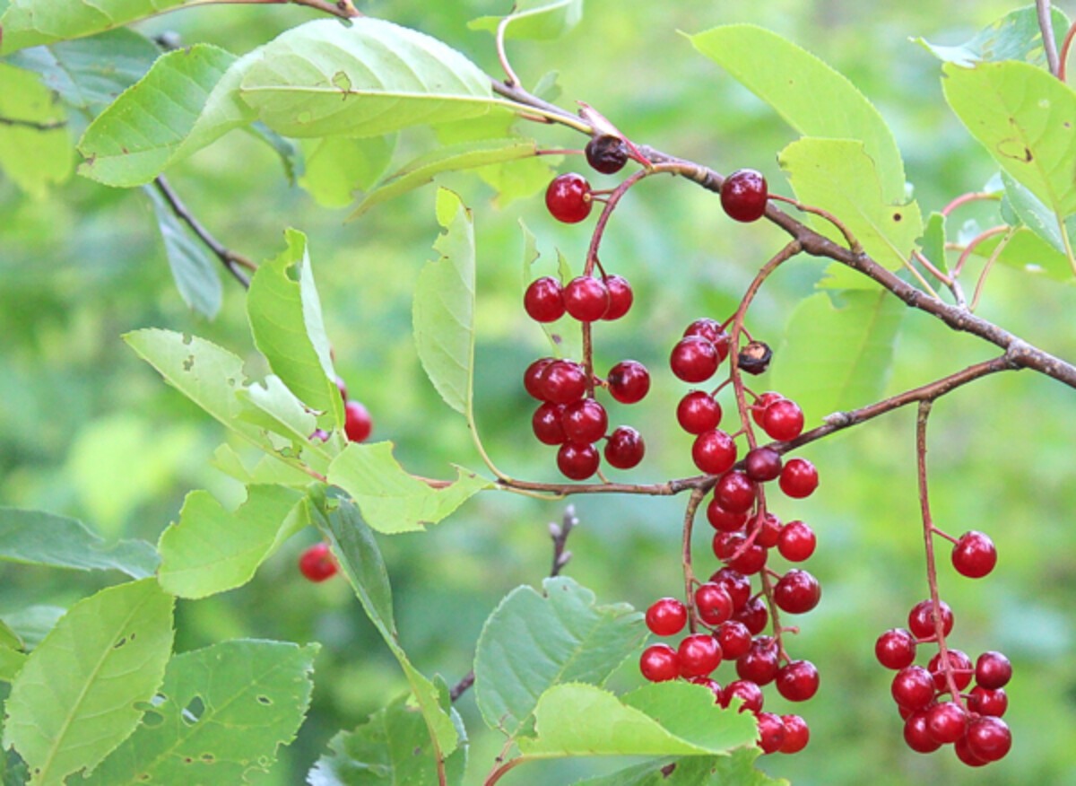 Red Chokecherry still unripe on the chokecherry bush