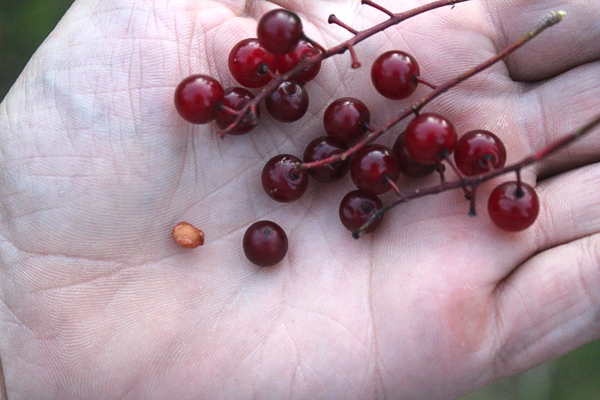 Chokecherry Seed
