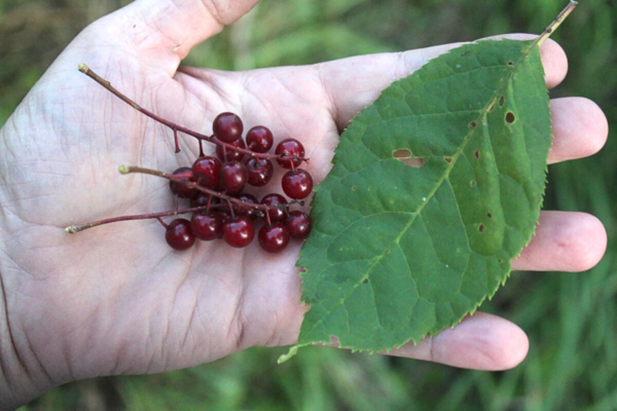 Chokecherry Leaves and Berries