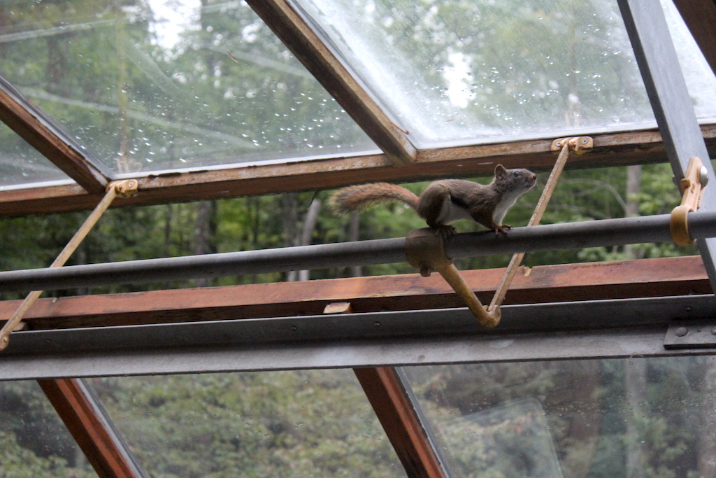 Squirrel in our Greenhouse