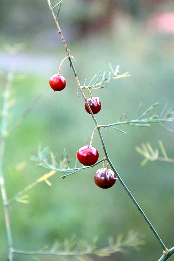 Asparagus Fruit