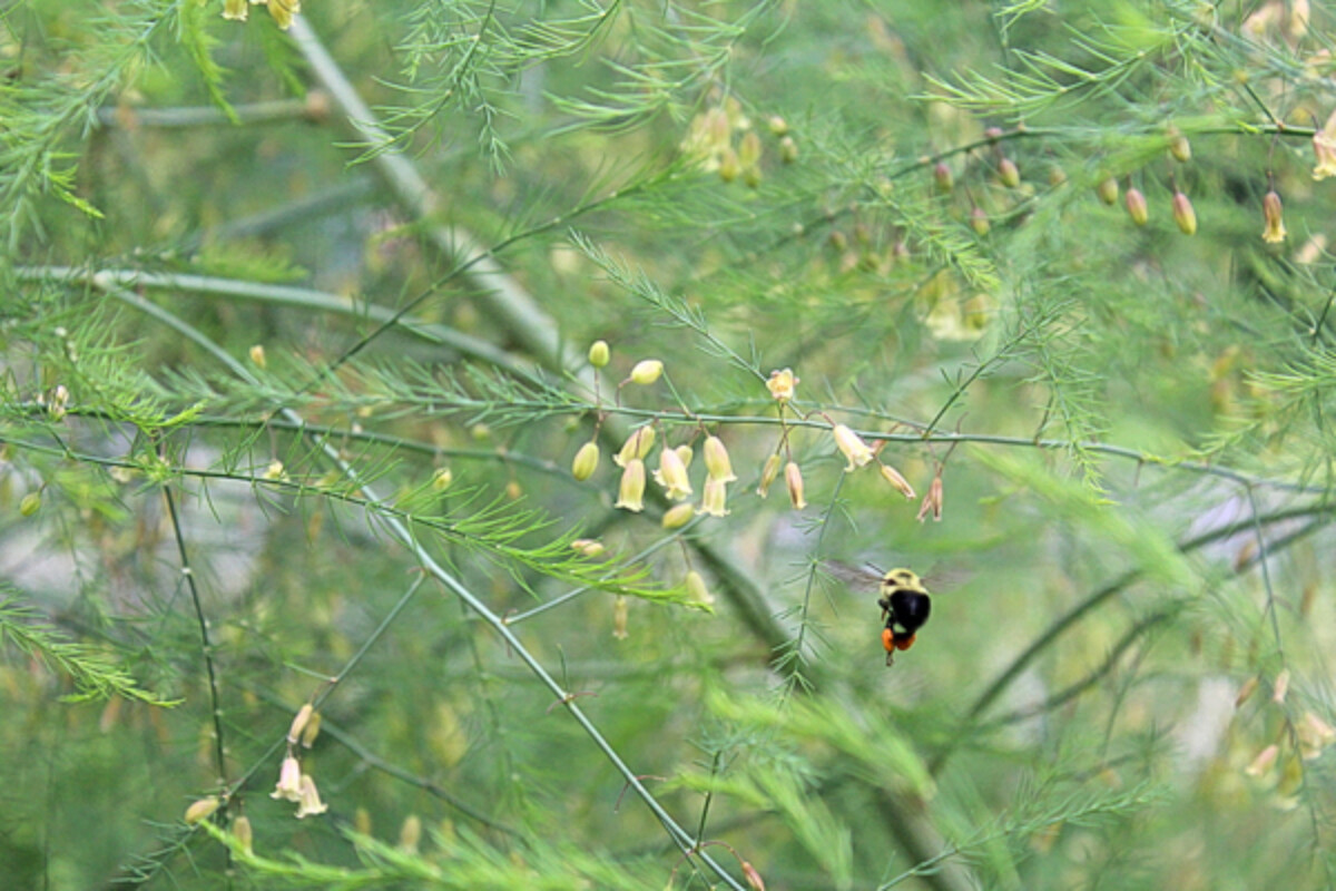 Bee Pollinating Asparagus