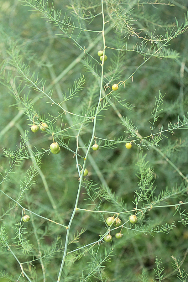 Green Asparagus Seeds
