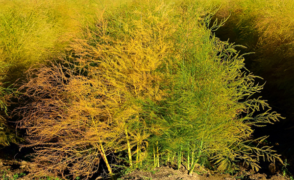 Asparagus in Fall