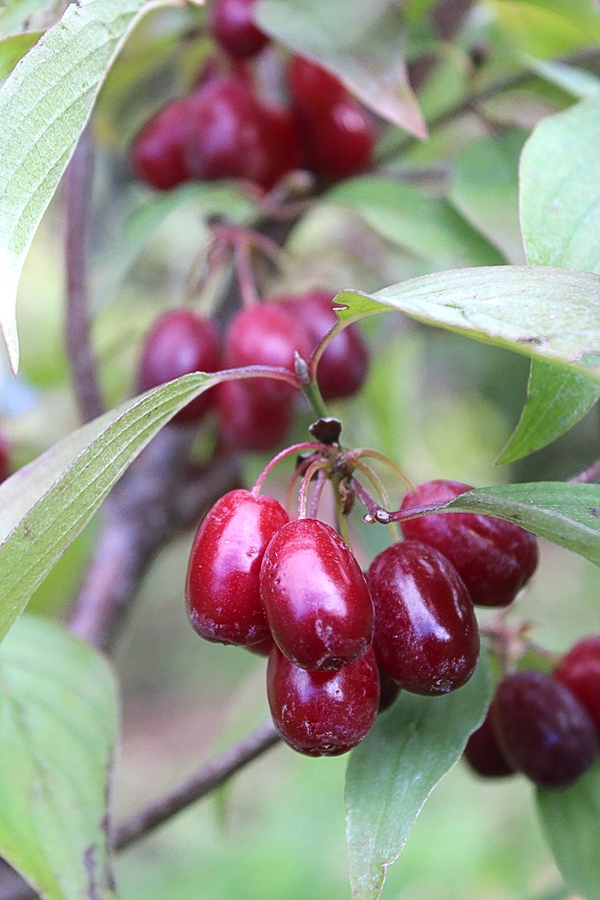 Cornelian Cherry fruit
