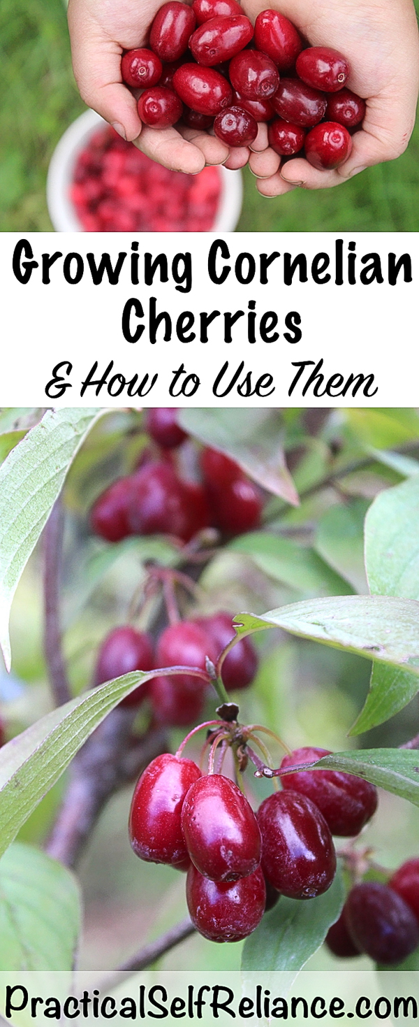 Growing Cornelian Cherries ~ How to Grow and Use Cornelian Cherries ~ Perfect for Permaculture Plantings #cornelian #cherries #permaculture #howtogrow #orchard #homesteading #selfsufficiency #growingfood