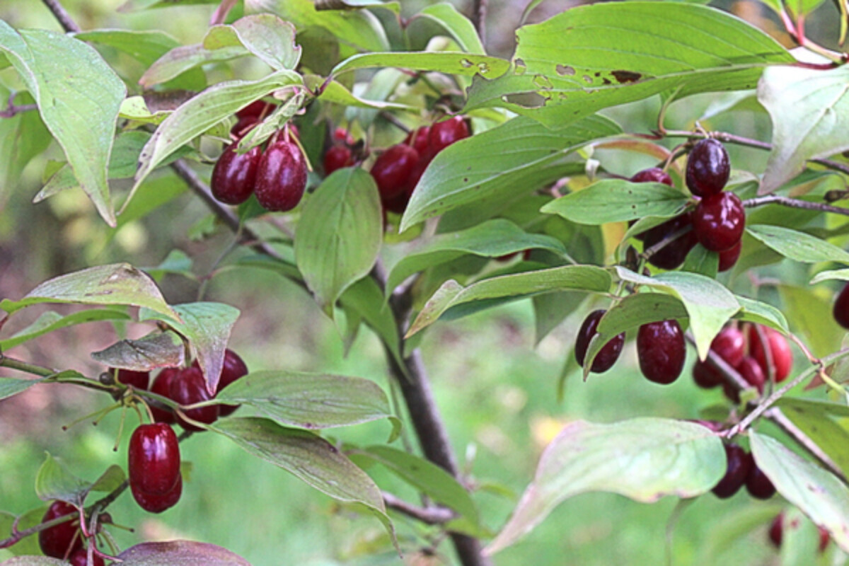 Cornelian Cherry Plant