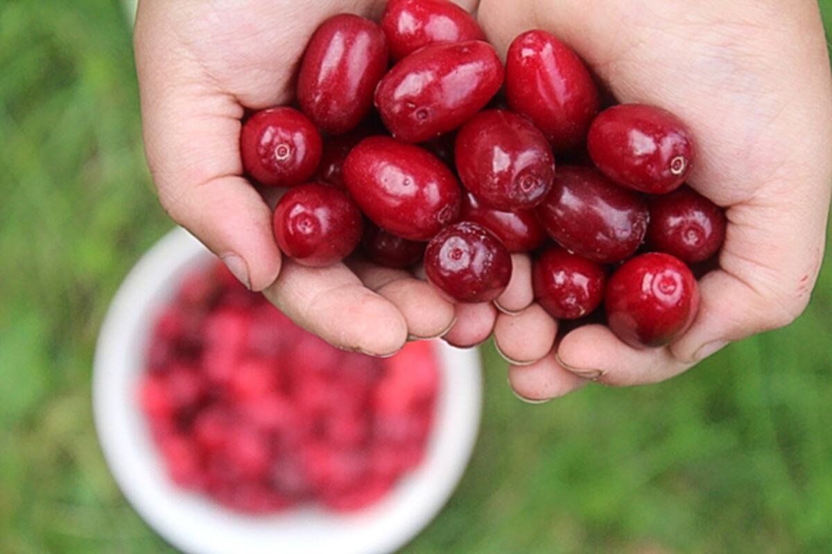 Cornelian Cherry Harvest