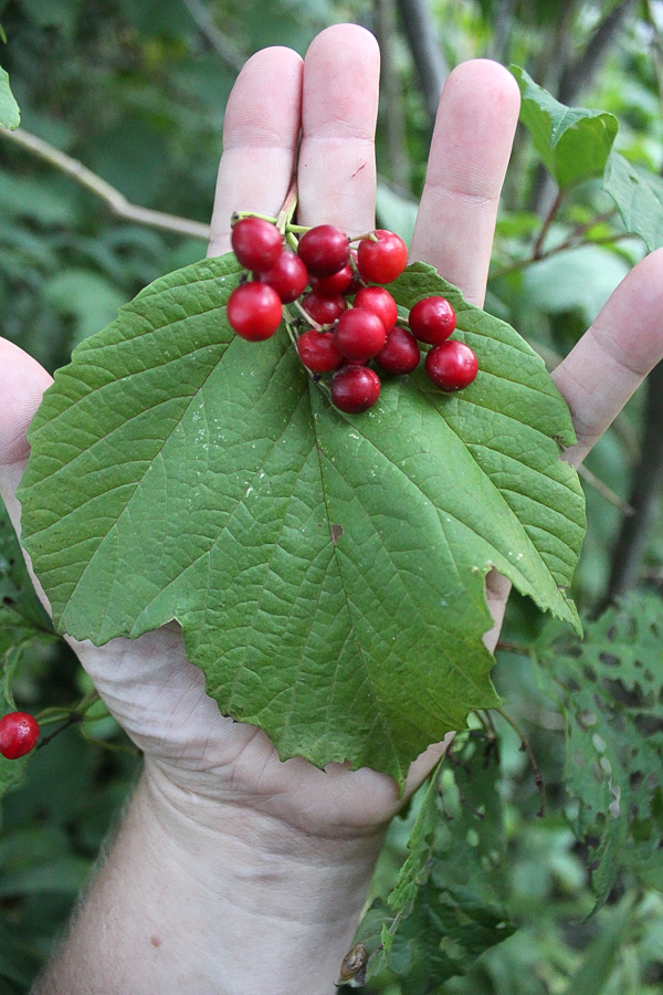 Foraging Highbush Cranberries