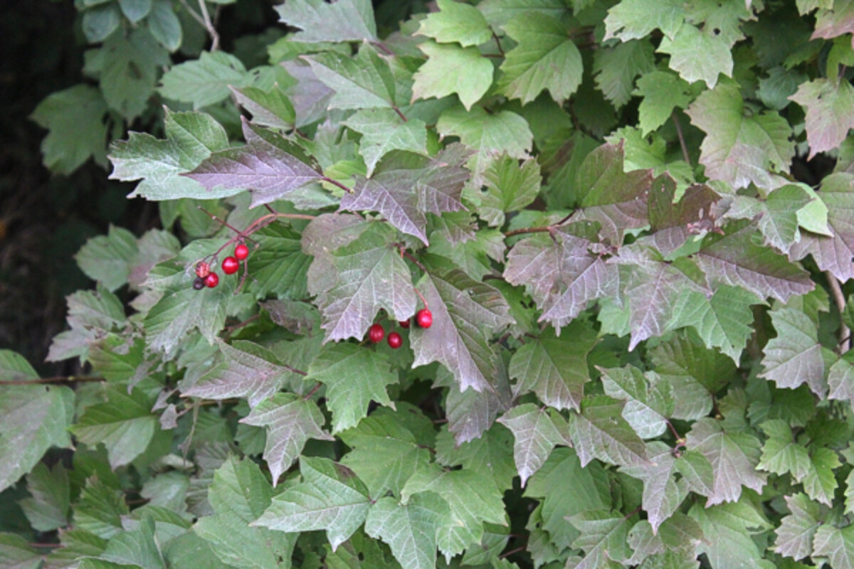 V. Edule Highbush Cranberry