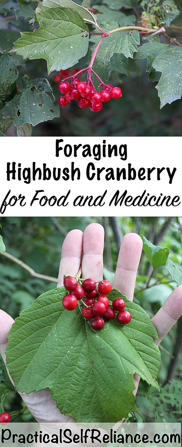 Foraging Highbush Cranberry For Food & Medicine — Practical Self Reliance