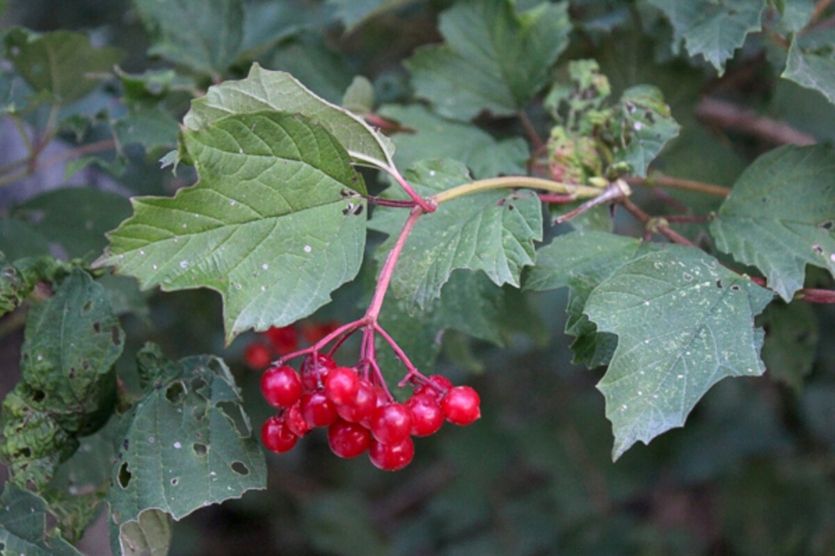 Highbush Cranberry Viburnum opulus