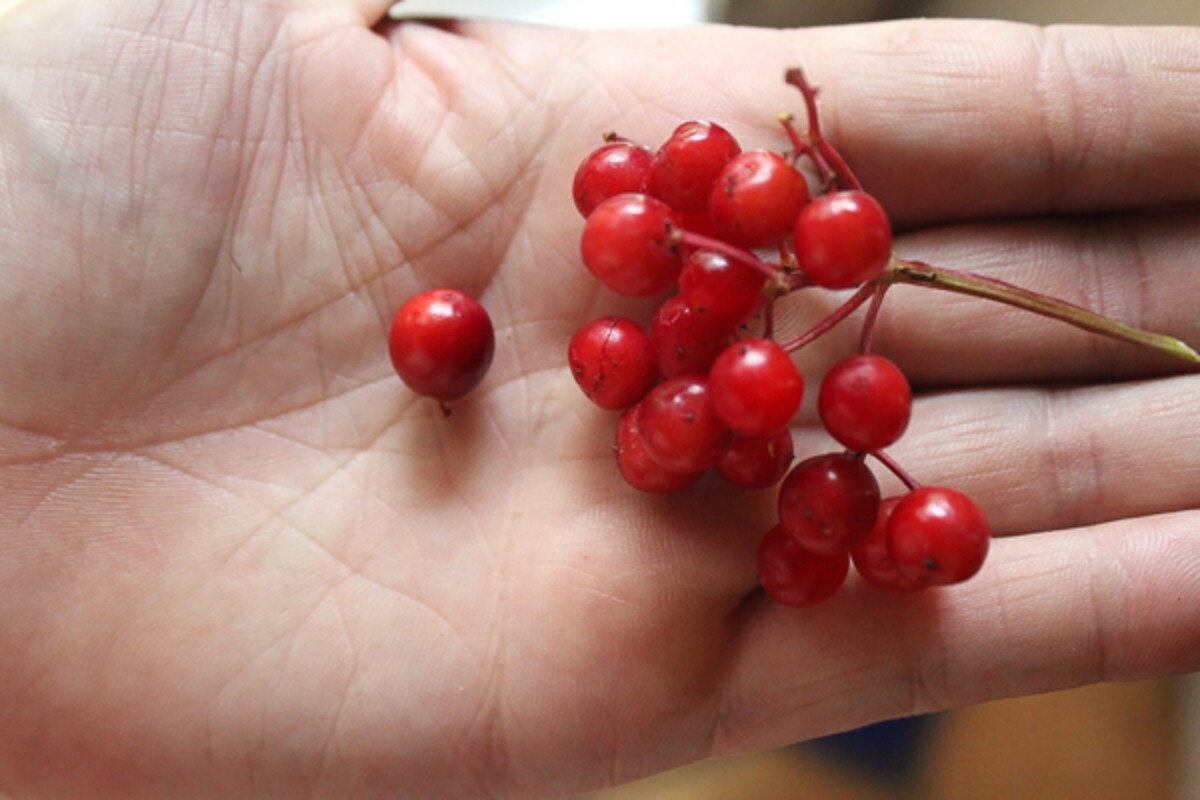 Highbush Cranberry Species Compared
