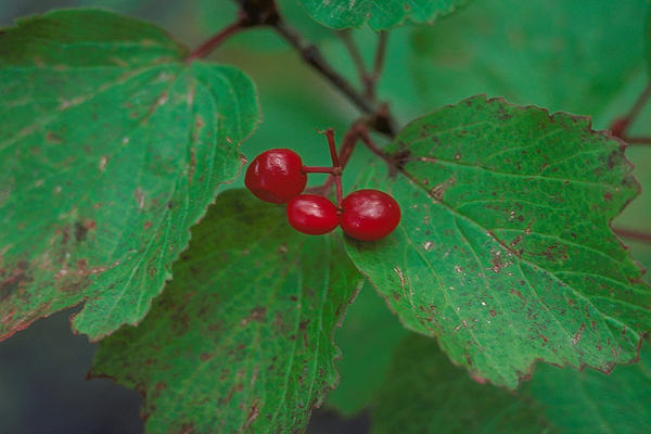 Foraging Highbush Cranberry For Food & Medicine — Practical Self Reliance