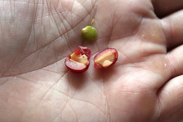 Highbush Cranberry Seed